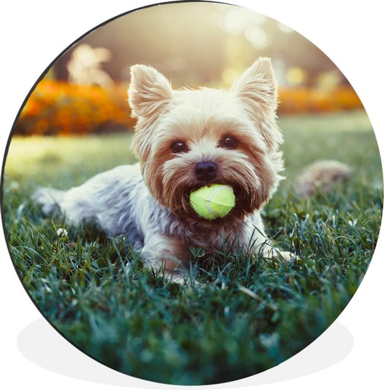 WallCircle - Wandcirkel - Muurcirkel - Yorkshire Terrier ligt op het gras met een tennisbal in zijn mond - Aluminium - Dibond - 30x30 cm - Binnen en Buiten