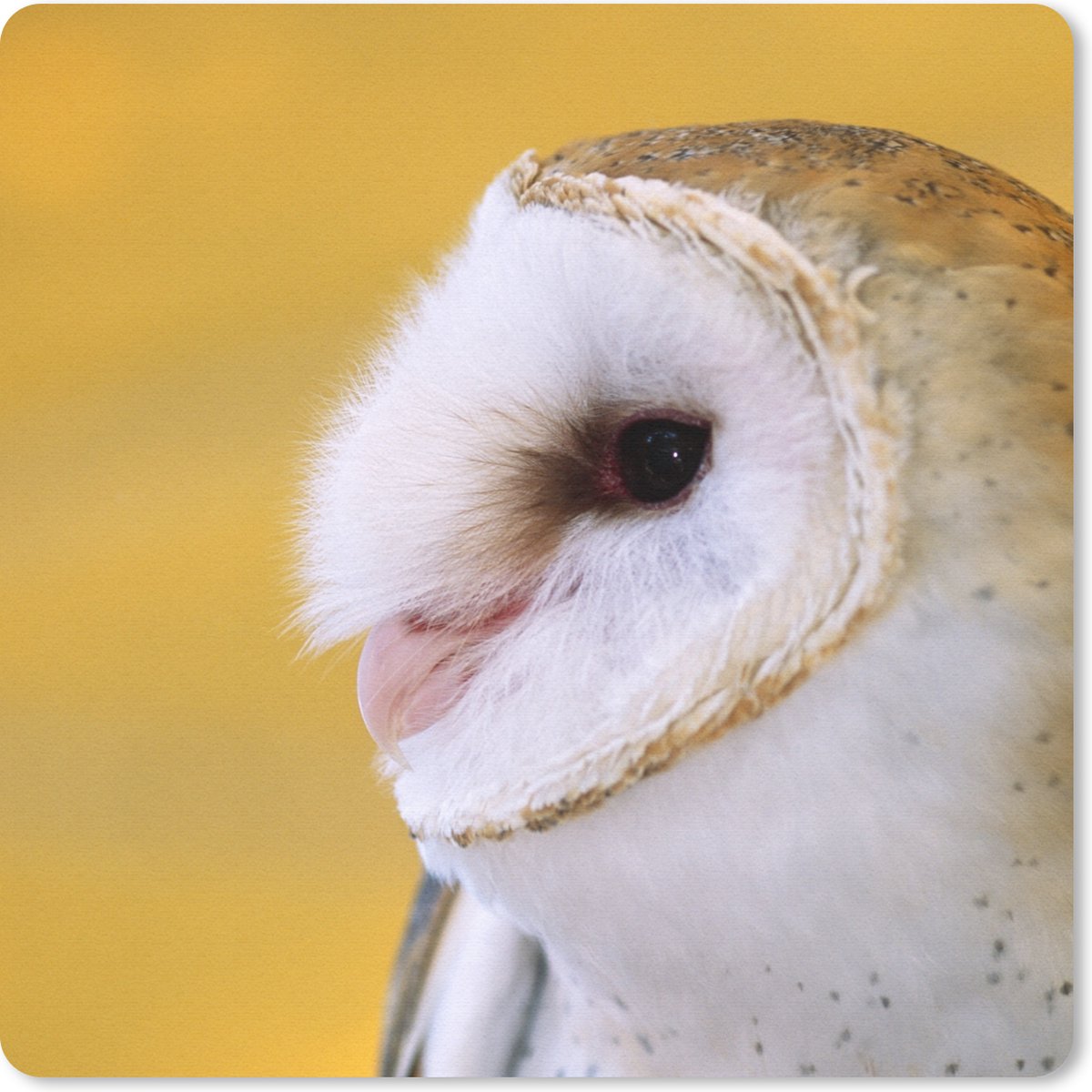Muismat 30x30 cm - Mousepad Uil - Geel - Dier - Muismatten