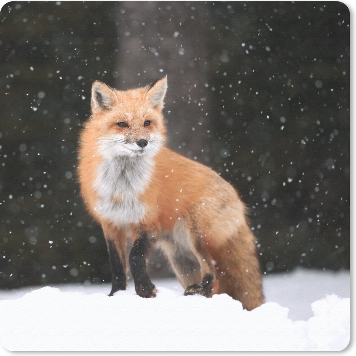 Muismat 20x20 cm - Mousepad Vos - Sneeuw - Winter - Muismatten