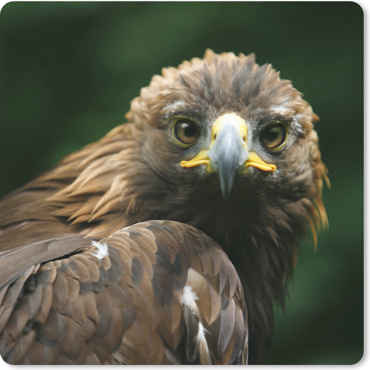 Muismat 30x30 cm - Mousepad Arend - Bruin - Roofvogel - Muismatten