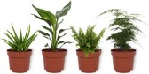 Set van 4 Kamerplanten - Aloe Vera & Asparagus Plumosus & Nephrolepis Vitale & Strelitzia Reginae - ± 25cm hoog - 12cm diameter