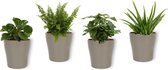 Set van 4 Kamerplanten - Aloe Vera & Coffea Arabica & Peperomia Green Gold & Nephrolepis Vitale - ± 25cm hoog - 12cm diameter - in zilveren metallic look pot