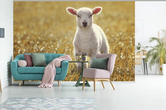 Papier peint - Papier peint photo Agneau - Herbe - Soleil - Largeur 420 cm x hauteur 280 cm