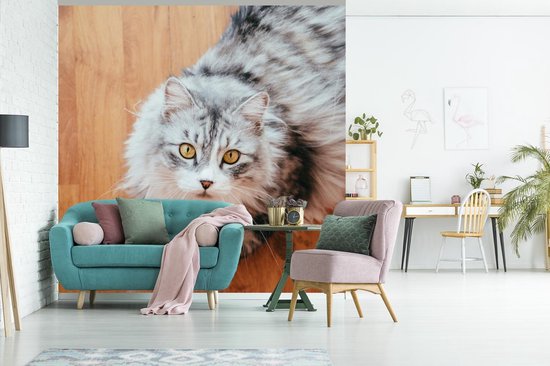 Papier peint photo en vinyle - Looking up Maine Coon cat largeur 260 cm x hauteur 260 cm - Tirage photo sur papier peint (disponible en 7 tailles)