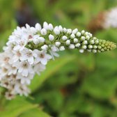 6x Lysimachia clethroides - Wederik - Pot 9x9 cm