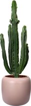Cactus van Botanicly – Cactus in roze plastic pot 'ELHO pure beads' als set – Hoogte: 110 cm – Euphorbia Eritrea