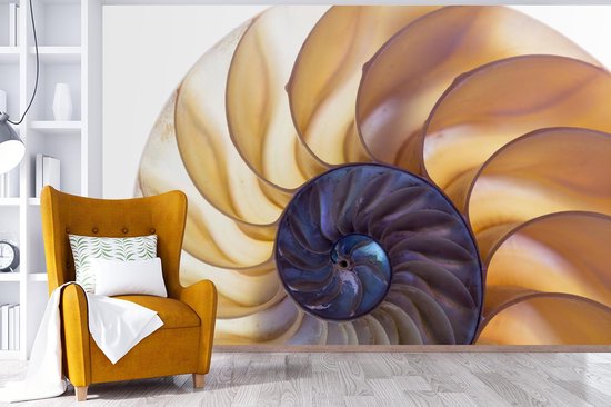 Coupe transversale de la fotobehang de coquille de nautile