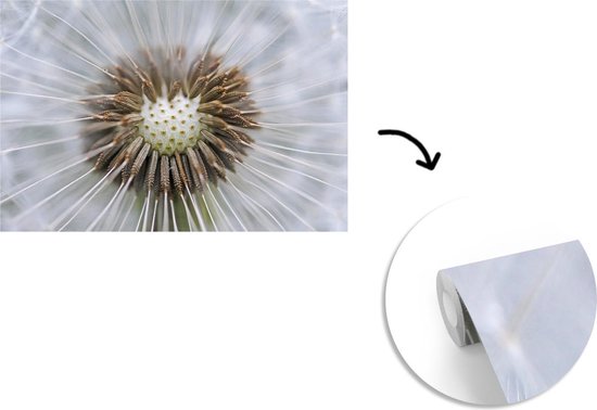 Papier peint photo peint vinyle - Il manque quelques graines de pissenlit largeur 525 cm x hauteur 350 cm - Tirage photo sur papier peint (disponible en 7 tailles)