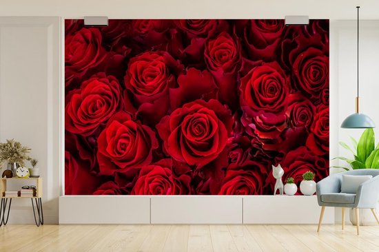 Papier peint photo peint photo vinyle - Roses rouges en fleurs largeur 420 cm x hauteur 280 cm - Tirage photo sur papier peint (disponible en 7 tailles)
