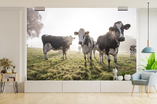 Papier peint vinyle - Un matin brumeux avec les vaches frisonnes dans le pâturage largeur 330 cm x hauteur 220 cm - Tirage photo sur papier peint (disponible en 7 tailles)