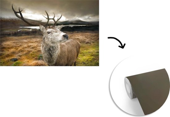 Papier peint photo peint photo vinyle - Gros plan cerf largeur 360 cm x hauteur 240 cm - Tirage photo sur papier peint (disponible en 7 tailles)