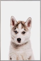 JUNIQE - Poster met kunststof lijst Husky -20x30 /Ivoor & Wit