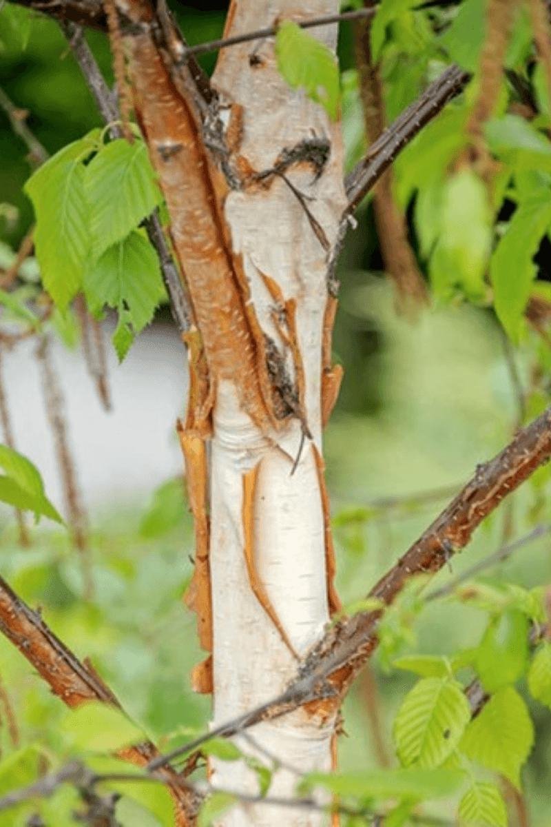 Chinese Rode Boom Jonge Chinese Rode Berk boom | Betula albosinensis 'Fascination' | 60 ...