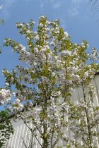 Jonge Japanse Sierkers boom | Prunus serrulata 'Sunset Boulevard' | 150-200cm hoogte