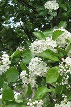 Meidoorn boom | Crataegus succulenta 'Jubilee' | 60-80cm hoogte