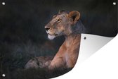 Tuindecoratie Uitrustende leeuw in de Savanne - 60x40 cm - Tuinposter - Tuindoek - Buitenposter