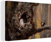 Canvas Schilderij Close-up uil en eekhoorn in de boom - 120x80 cm - Wanddecoratie