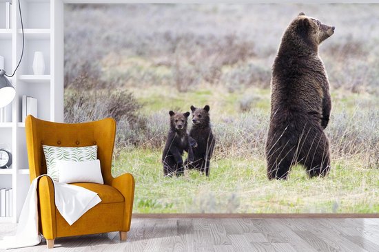 Papier peint vinyle - Un grizzli regarde autour de lui pour protéger les bébés largeur 330 cm x hauteur 220 cm - Tirage photo sur papier peint (disponible en 7 tailles)