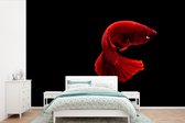 Behang - Fotobehang Vis - Zeedieren - Staart - Rood - Breedte 330 cm x hoogte 220 cm