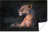 Poster Uitrustende leeuw in de Savanne - 60x40 cm