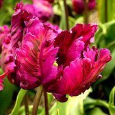 20x Tulpen - Tulipa 'Negrita Parrot' - Paars - 20 bollen