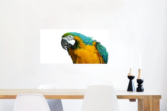 Affiche Perroquet - Vogel - Ressorts - Portrait - 80x40 cm