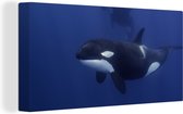 Canvas Schilderij Twee orka's in helder water - 80x40 cm - Wanddecoratie