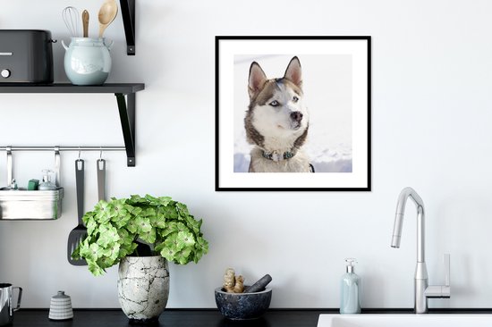 Affiche avec cadre Husky sibérien dans la neige - 40x40 cm