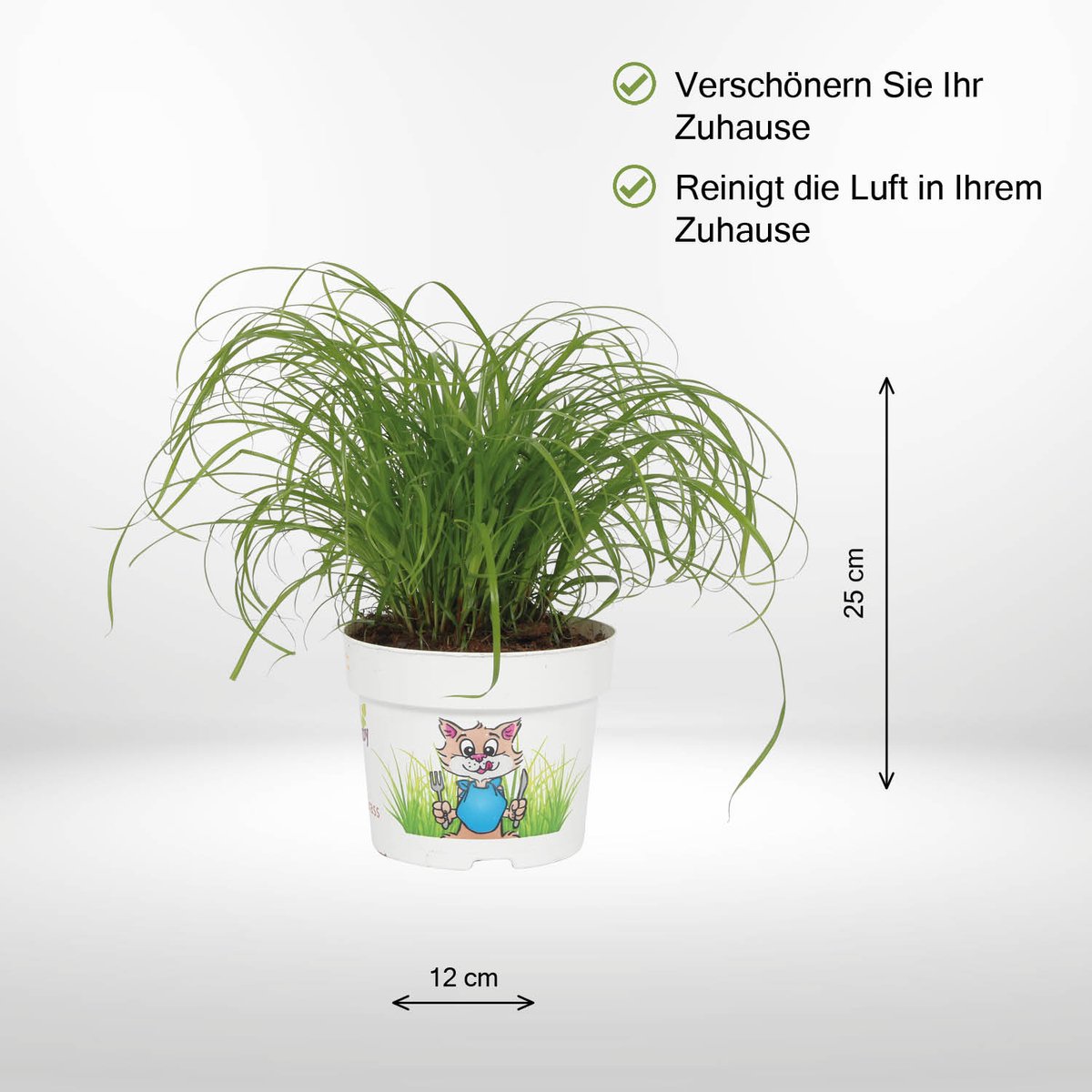 Cyperus Zumula – Herbe à chat – Plante d'intérieur dans un pot en béton  violet – Hauteur +-- 25 cm avec pot – Diamètre : 12 c - Cdiscount Jardin