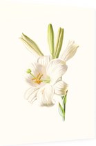 Madonnalelie (White Lily) - Foto op Dibond - 30 x 40 cm