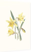 Gele Narcis (Daffodil) - Foto op Dibond - 40 x 60 cm
