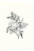 Torilis zwart-wit (Hedge Parsley) - Foto op Dibond - 60 x 80 cm