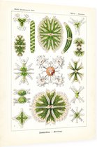 Staurastrum -  Desmidiea (Kunstformen der Natur), Ernst Haeckel - Foto op Dibond - 30 x 40 cm