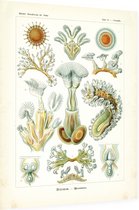 Cristatella - Bryozoa (Kunstformen der Natur), Ernst Haeckel - Foto op Dibond - 30 x 40 cm