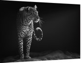Loerende Jaguar op zwarte achtergrond - Foto op Dibond - 60 x 40 cm