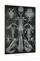 Alima - Thoracostraca (Kunstformen der Natur), Ernst Haeckel - Foto op Dibond - 60 x 80 cm