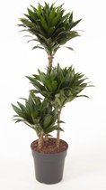 Kamerplant van Botanicly – Drakenboom – Hoogte: 85 cm – Dracaena fragr. Compacta