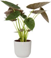 Kamerplant van Botanicly – Olifantsoor in witte ELHO plastic pot als set – Hoogte: 75 cm – Alocasia Wentii