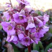 6x Bergenia cordifolia ‘Purpurea’ - Schoenlappersplant - Pot 9x9 cm