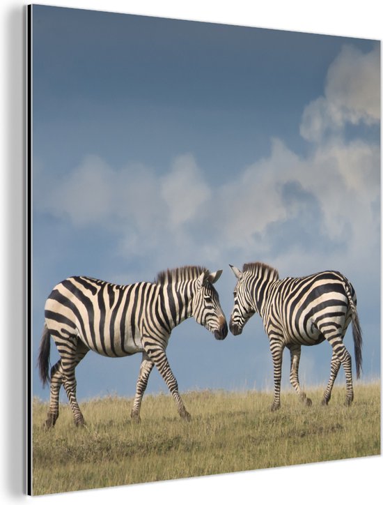 Wanddecoratie Metaal - Aluminium Schilderij Industrieel - Verliefde zebra's - 50x50 cm - Dibond - Foto op aluminium - Industriële muurdecoratie - Voor de woonkamer/slaapkamer