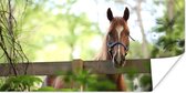 Poster Paard - Natuur - Hek - 40x20 cm