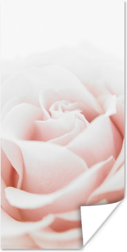 Poster Close-up van de bladeren van een roze roos - 20x40 cm