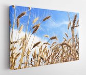 Onlinecanvas - Schilderij - Gouden Tarwe Het Platteland. Rijpe Granen Art Horizontaal Horizontal - Multicolor - 50 X 40 Cm