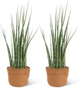 We Love Plants - Sansevieria Bacularis + Plantbag Terra - 2 stuks - 60 cm hoog - Vrouwentong