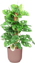 Hellogreen Kamerplant - Monstera Monkey Leaf - Met mosstok - 65 cm - ELHO Vibes Fold Rond Delicaat Roze