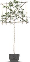 Leisierpeer | Pyrus calleryana Chanticleer | Stamomtrek: 6-8 cm | Stamhoogte: 120 cm | Rek: 120 cm