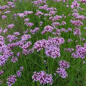 50 x Verbena bonariensis - Tuinplanten Winterhard - IJzerhard in 9x9cm pot met hoogte 5-10cm