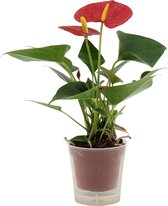 Bloem van Botanicly – Flamingoplant – Hoogte: 25 cm – Anthurium Andreanum Success Red