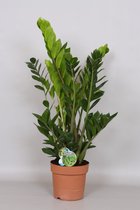 Kamerplant van Botanicly – Zamioculcas zamiifolia – Hoogte: 90 cm, 7 takken