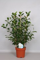 Kamerplant van Botanicly – Vijgenboom – Hoogte: 90 cm – Ficus Moclame